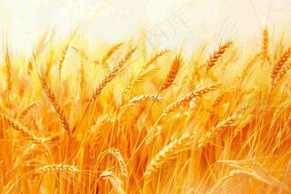 金黄的麦田小麦麦穗芒种秋收秋分摄影图