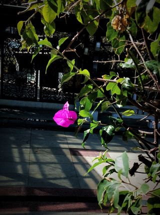 孤独的紫红色三叶梅植物花卉摄影