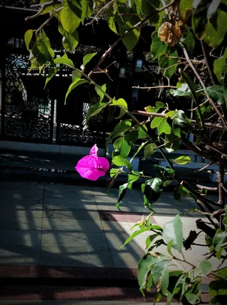 孤独的紫红色三叶梅植物花卉摄影