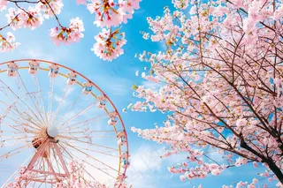 春日樱花花朵摄影图