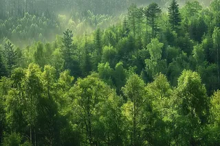 山林森林阳光绿色大自然风景摄影图