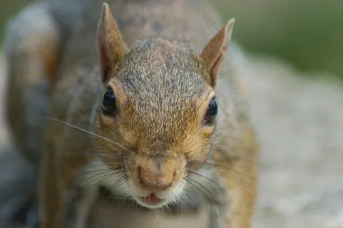 户外可爱松鼠动物 户外可爱松鼠动物