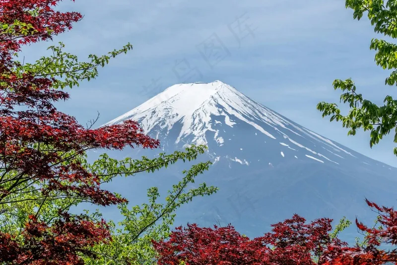 富士山下的红枫叶