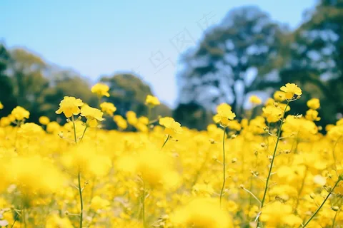 春天油菜花田黄色花雨水节气摄影图 春天油菜花田黄色花雨水节气摄影图