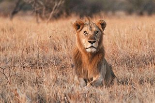 狮子雄狮动物非洲大草原保护动物摄影图