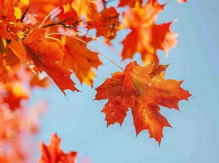 金秋红枫叶梧桐叶蓝天背景立秋秋分处暑摄影图