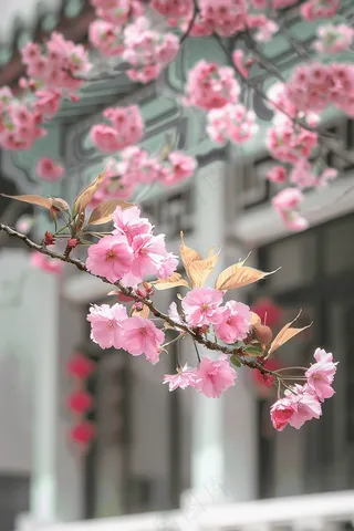 春日樱花花朵摄影图