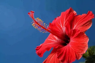 芙蓉花鲜花摄影图