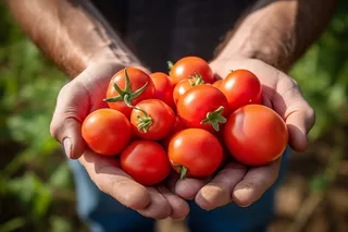 番茄西红柿新鲜采摘手捧摄影图