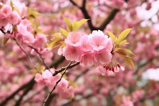 春天粉色樱花树枝摄影图