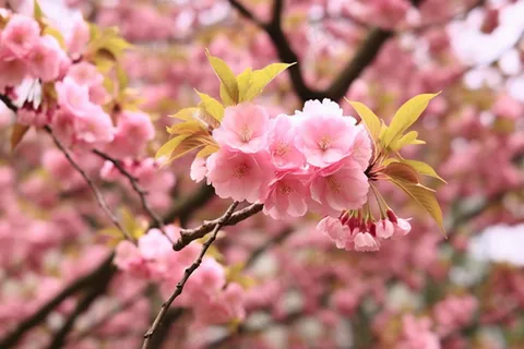 春天粉色樱花树枝摄影图 春天粉色樱花树枝摄影图