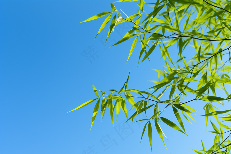 竹子竹叶蓝色天空背景摄影图