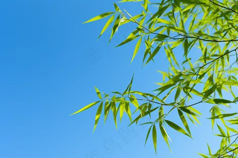 竹子竹叶蓝色天空背景摄影图