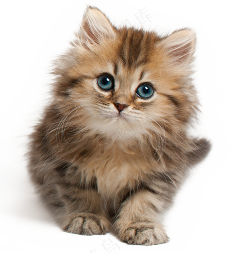 可爱宠物猫咪图片
