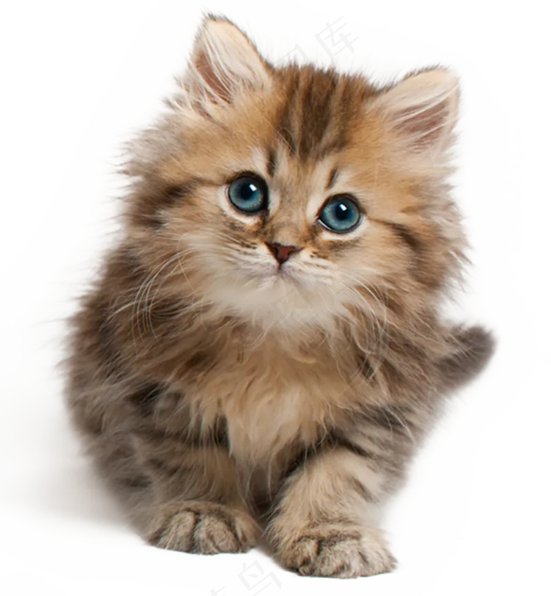 可爱宠物猫咪图片