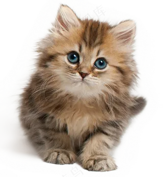 可爱宠物猫咪图片
