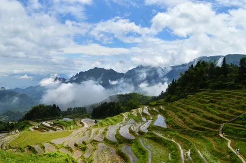 稻田稻穗图片 稻田稻穗图片