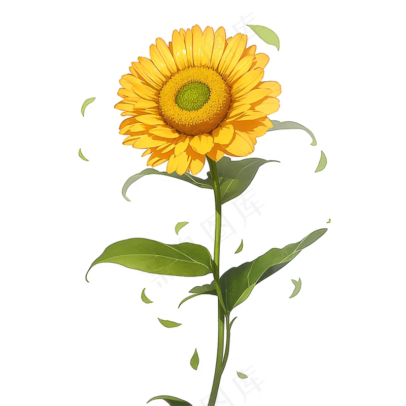 黄色向日葵免抠素材62