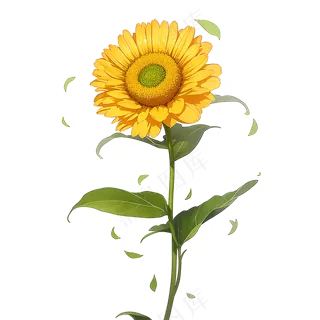 黄色向日葵免抠素材62