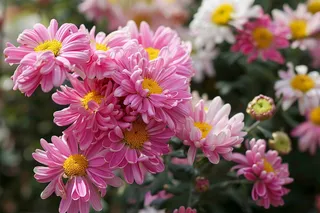 菊花色彩艳丽的菊花植物摄影图 