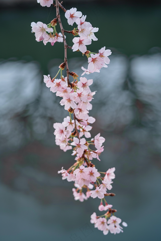 春日樱花花朵摄影图