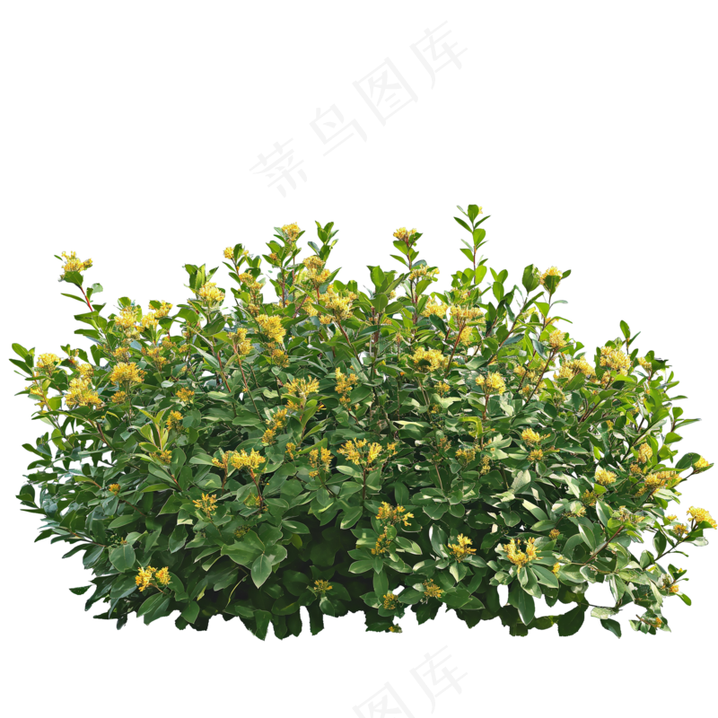 免抠开花灌木
