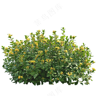 免抠开花灌木