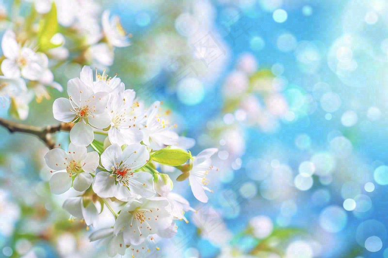 白花梨花花朵春意蓝天背景春分立春惊蛰摄影图