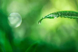 绿叶上挂着露珠水滴绿色立春雨水寒露摄影图