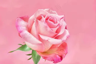 玫瑰花鲜花花朵摄影图