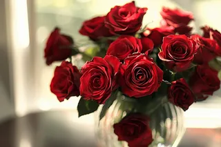 玫瑰花鲜花花朵摄影图