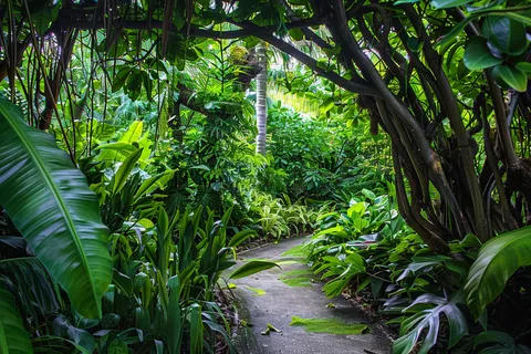 山林森林绿色大自然风景摄影图 山林森林绿色大自然风景摄影图