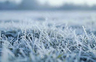 草地上绿叶雾凇泛白霜降摄影图