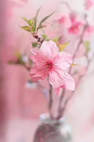 春日桃花粉色花朵摄影图
