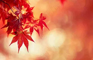 秋天红了的枫叶唯美画面光圈立秋秋分摄影图