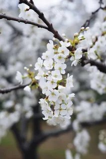春天盛开的梨花李子花春分摄影图