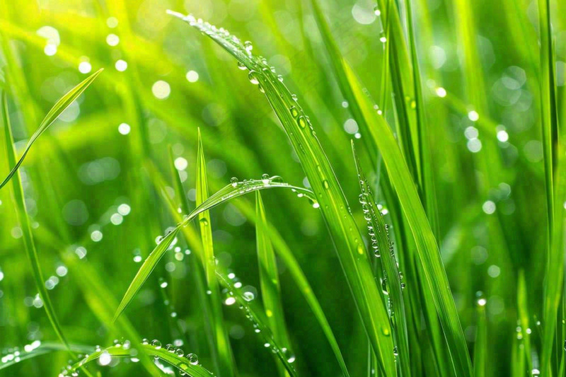 春天绿草丛清晨露珠雨水谷雨摄影图(1344x896)