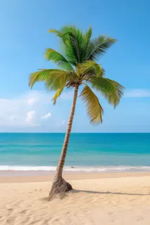 夏日沙滩海边椰树摄影图