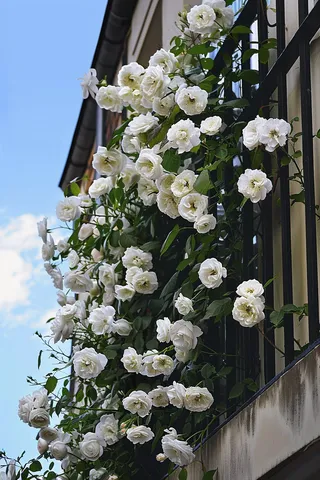 白色玫瑰花爬墙花摄影图