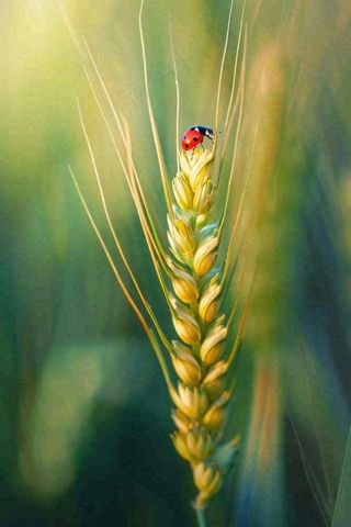 绿色小麦麦穗上的瓢虫昆虫小满芒种摄影图