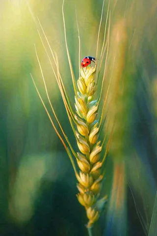 绿色小麦麦穗上的瓢虫昆虫小满芒种摄影图