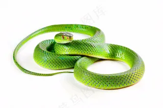 蛇在白色背景爬行动物摄影图