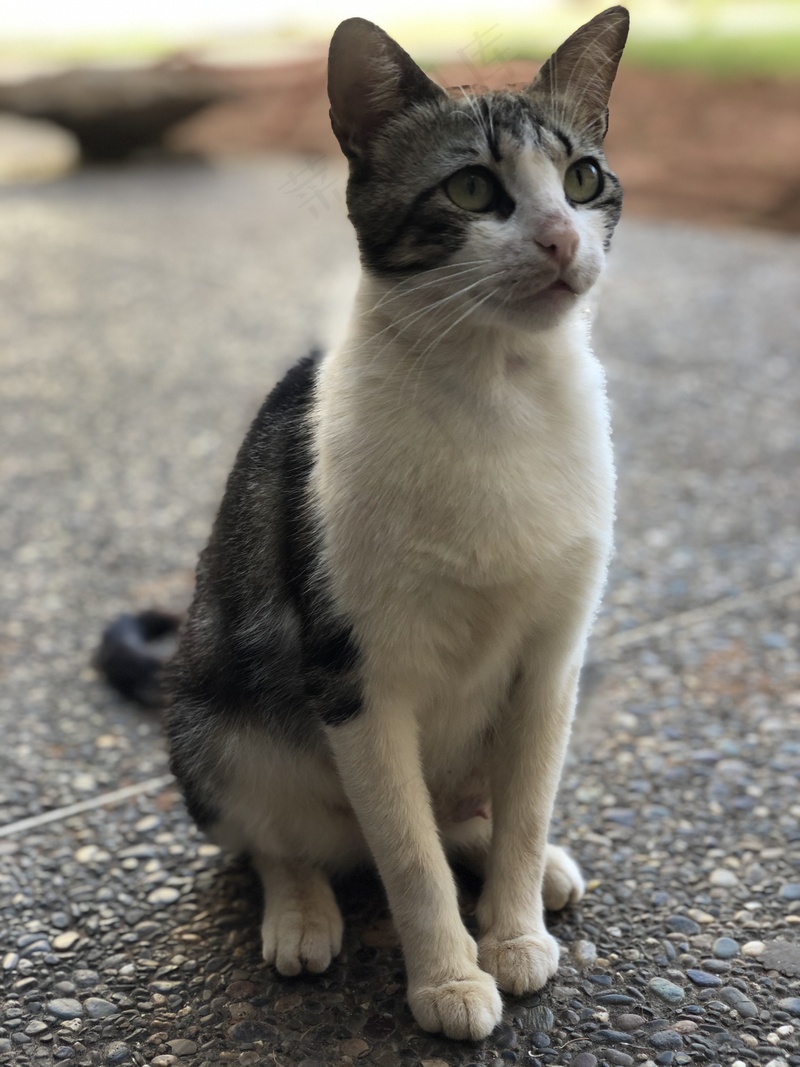 户外猫咪小猫
