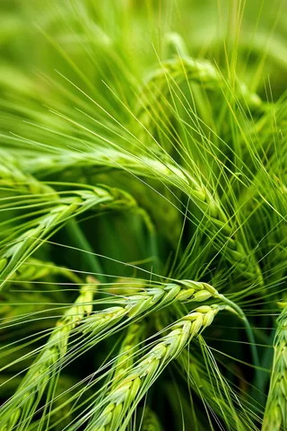 小麦麦穗芒种绿色小麦摄影图