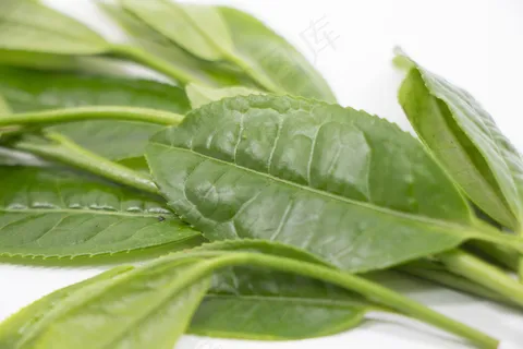 绿色清新茶叶