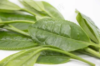 绿色清新茶叶