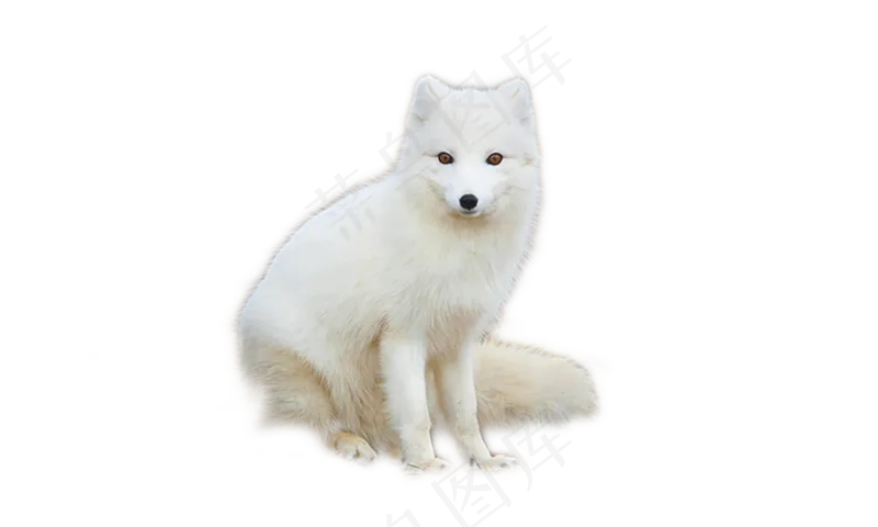 真实动物白色北极狐狸透明底PNG