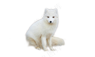 真实动物白色北极狐狸透明底PNG