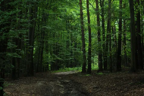 深幽森林中的绿色小径 深幽森林中的绿色小径