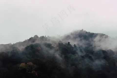 云雾森林图片 云雾森林图片